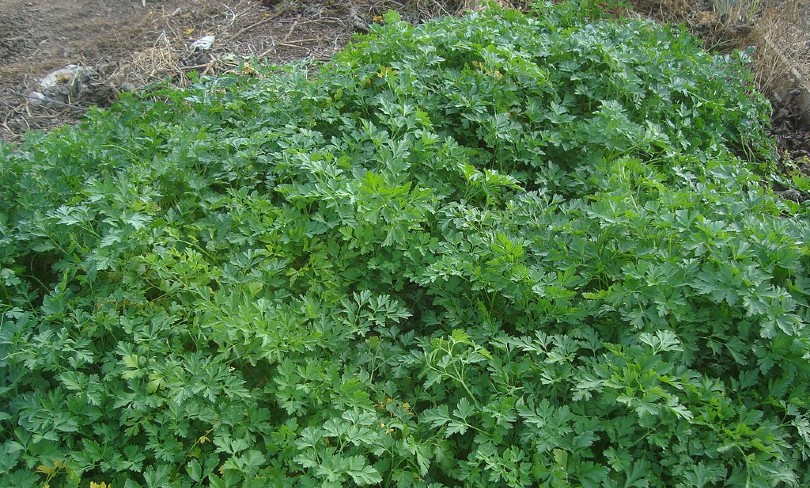 A parsley bush