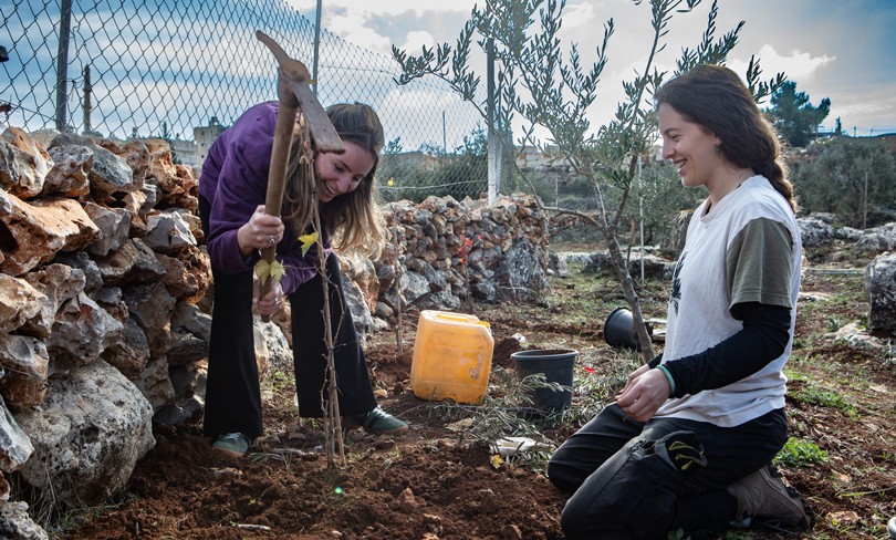Two volunteers planting olive trees in the West Bank