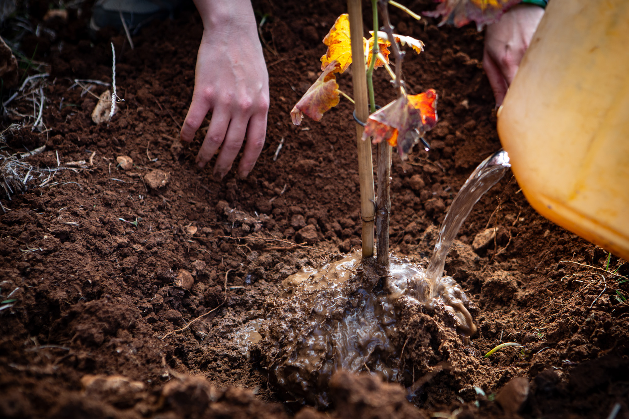 Volunteers planting a sapling