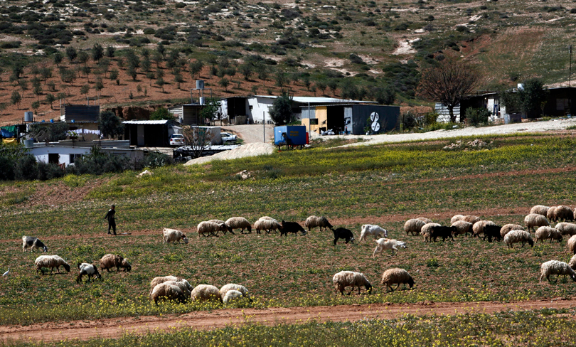A shepherd with his flock near a bedouin village