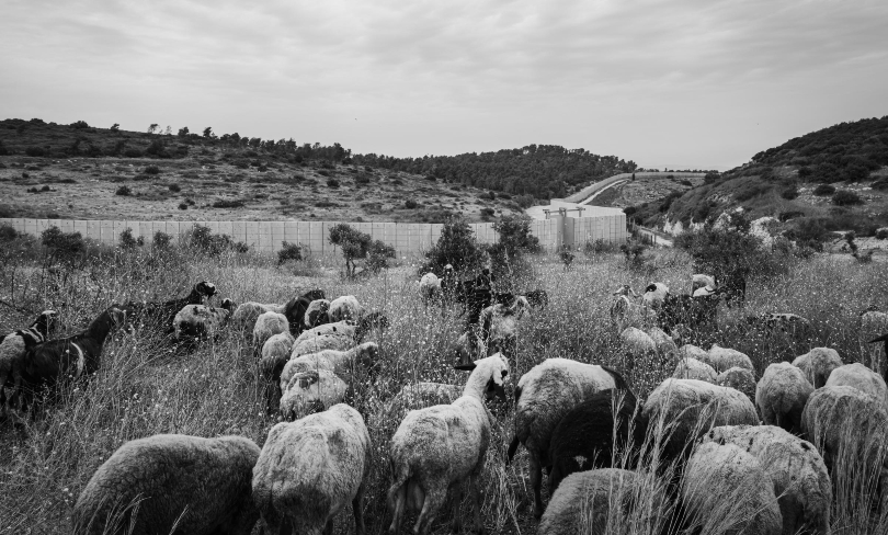 A herd of sheep graze in front of the Separation Barrier in the Occupied West Bank